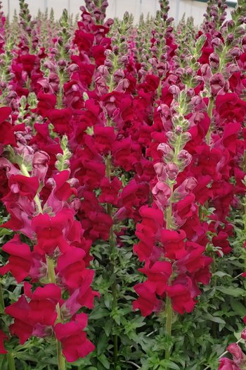 Snapdragon Burgundy 